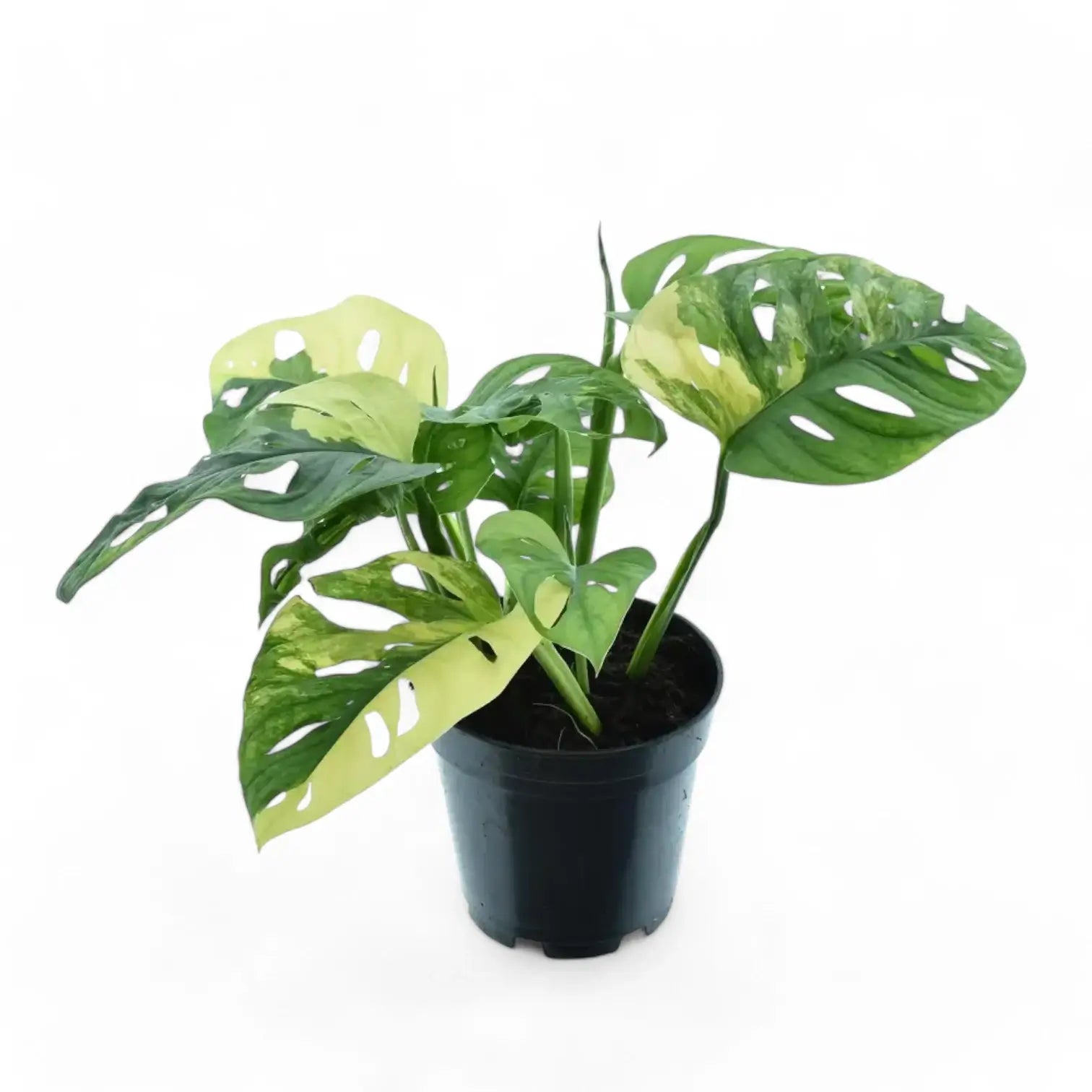 Monstera adansonii variegata 'Aurea' – Zimmerpflanze im Kulturtopf auf weißem Hintergrund, Produktfoto 2.