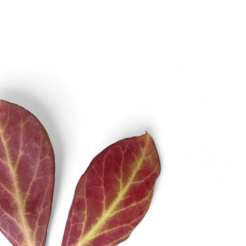 Hoya 'Sunrise' leaf close-up on white background.