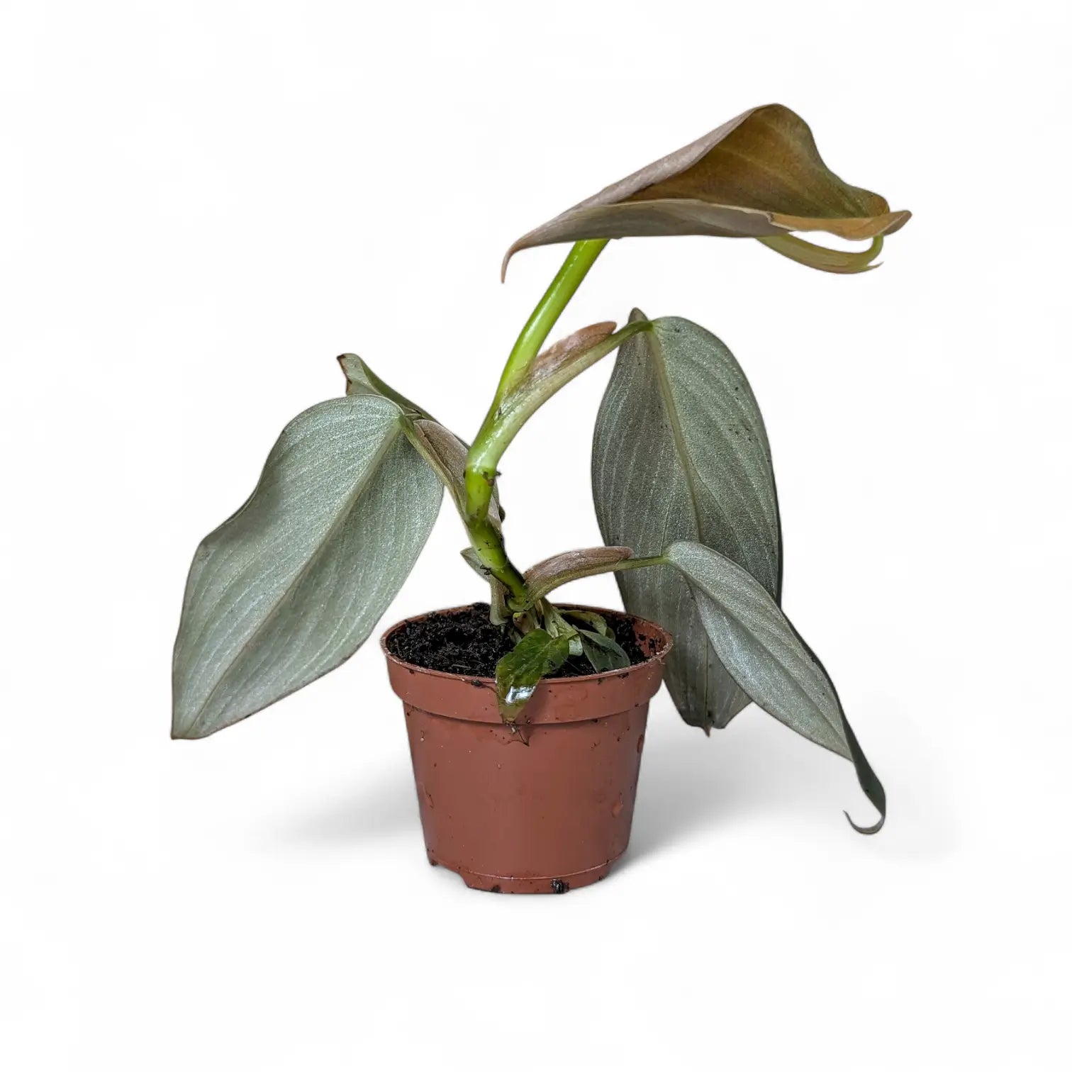 Philodendron gigas potted houseplant in nursery pot on white background, product photo 3.
