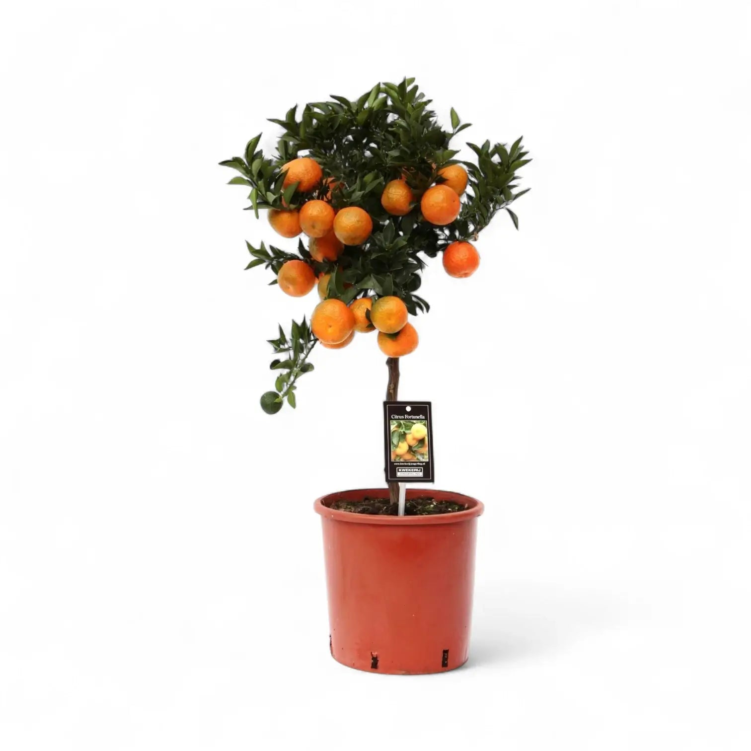 Citrus mandarin (Citrus reticulata) potted houseplant in nursery pot on white background, product photo 2.