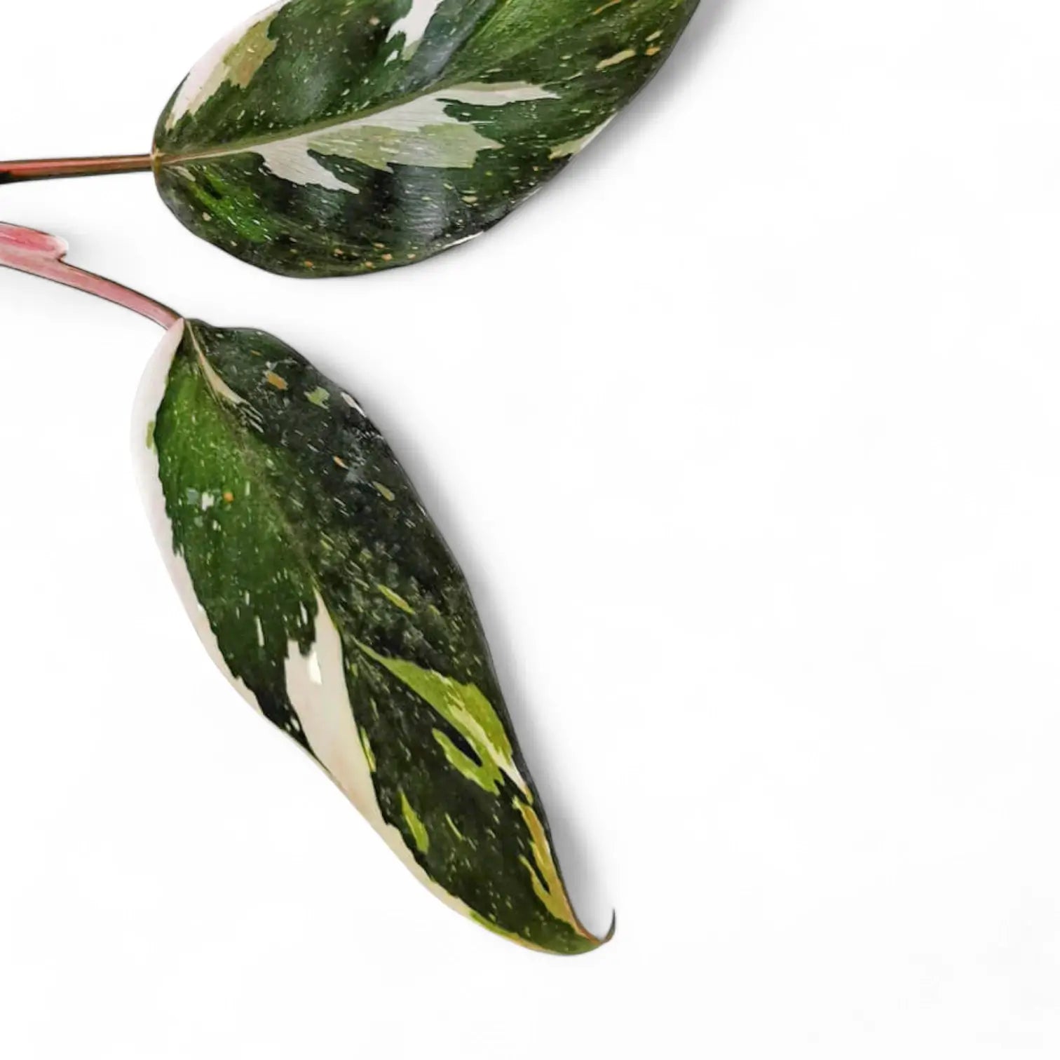 Nahaufnahme eines Blatts von Philodendron 'Anderson's red' vor weiĂźem Hintergrund.