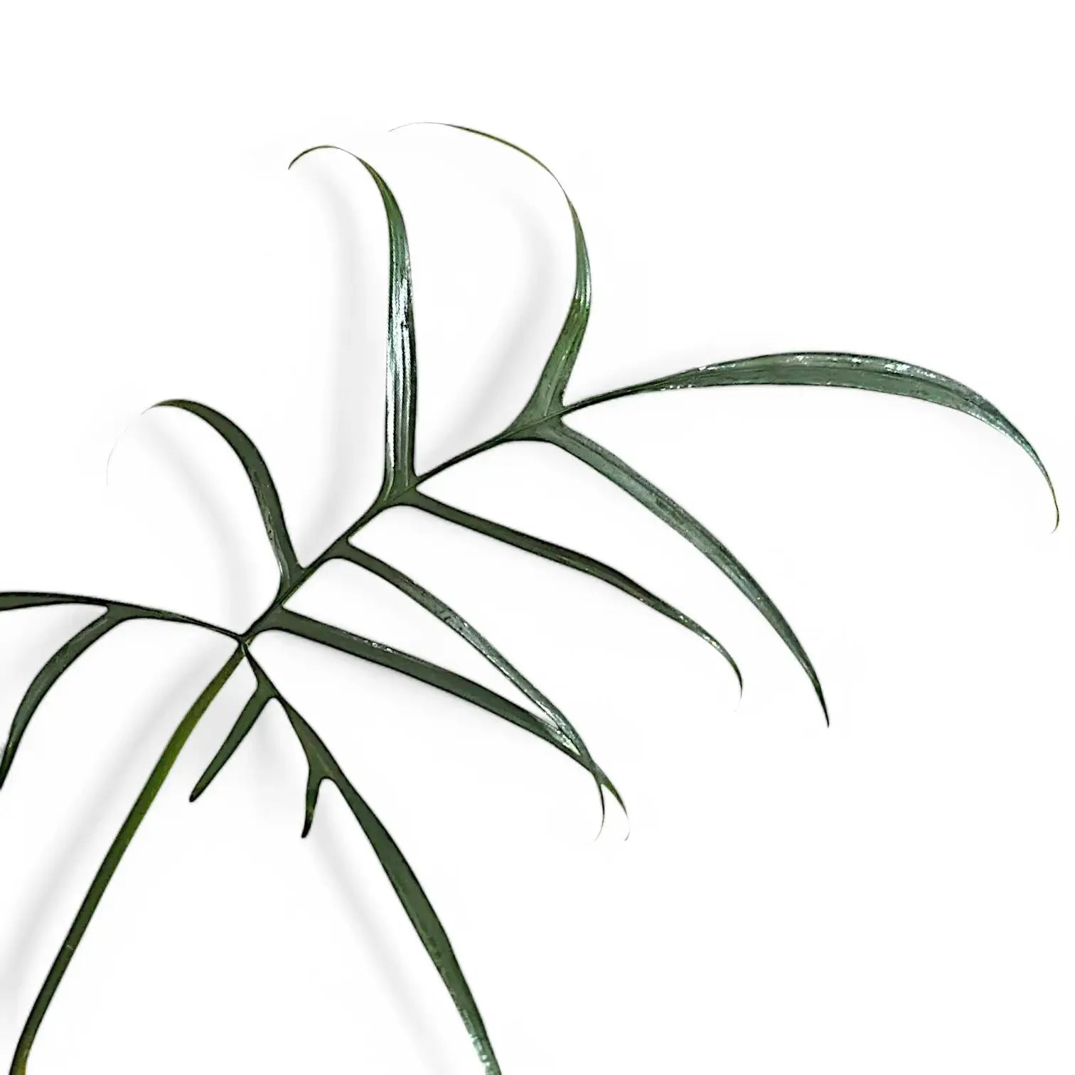 Philodendron polypodioides potted houseplant in nursery pot on white background, product photo 9.