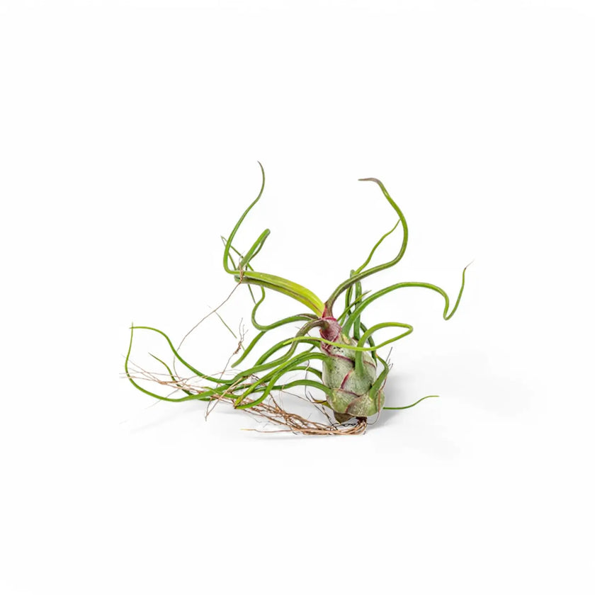 Tillandsia Air Plants