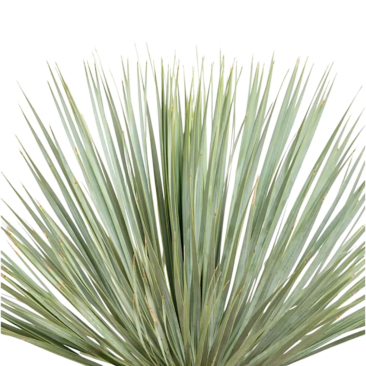 Yucca rostrata potted houseplant in nursery pot on white background, product photo 7.