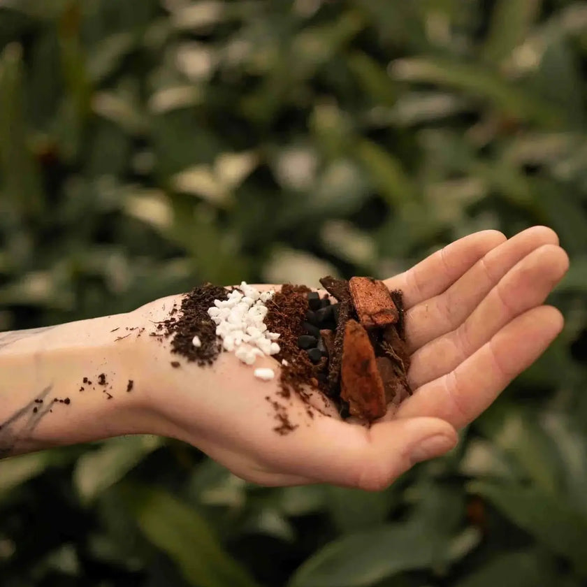 Anthurium Soil Mix on white background, product photo 2.