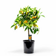 Citrus japonica 'Kumquat' – Zimmerpflanze im Kulturtopf auf weißem Hintergrund, Produktfoto 3.