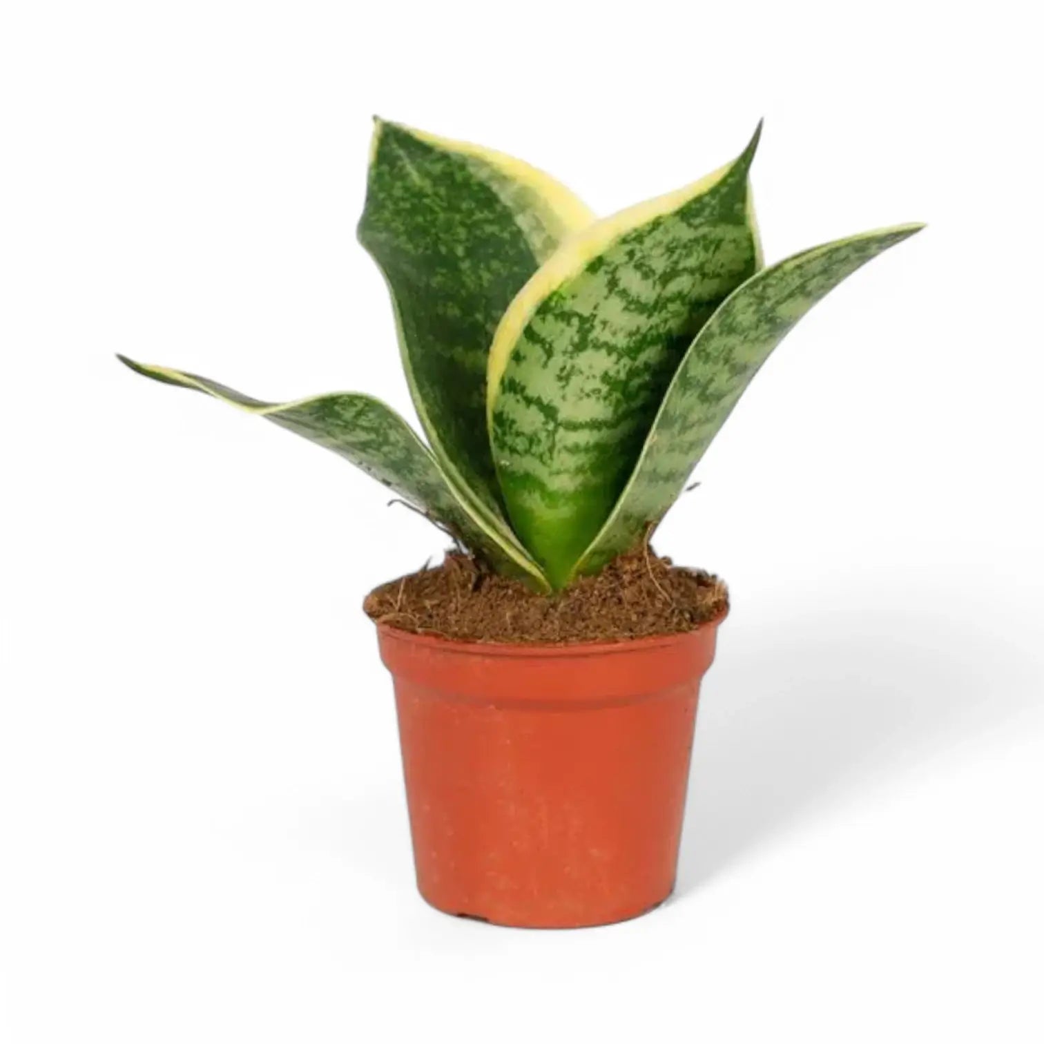 Dracaena (Sansevieria) trifasciata 'Hahnii Golden Edge' potted houseplant in nursery pot on white background, product photo 2.