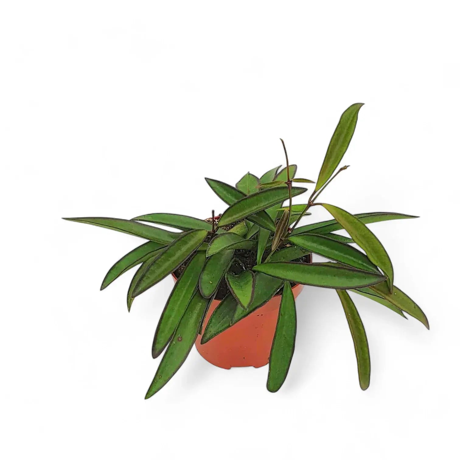 Hoya wayetii potted houseplant in nursery pot on white background, product photo 3.