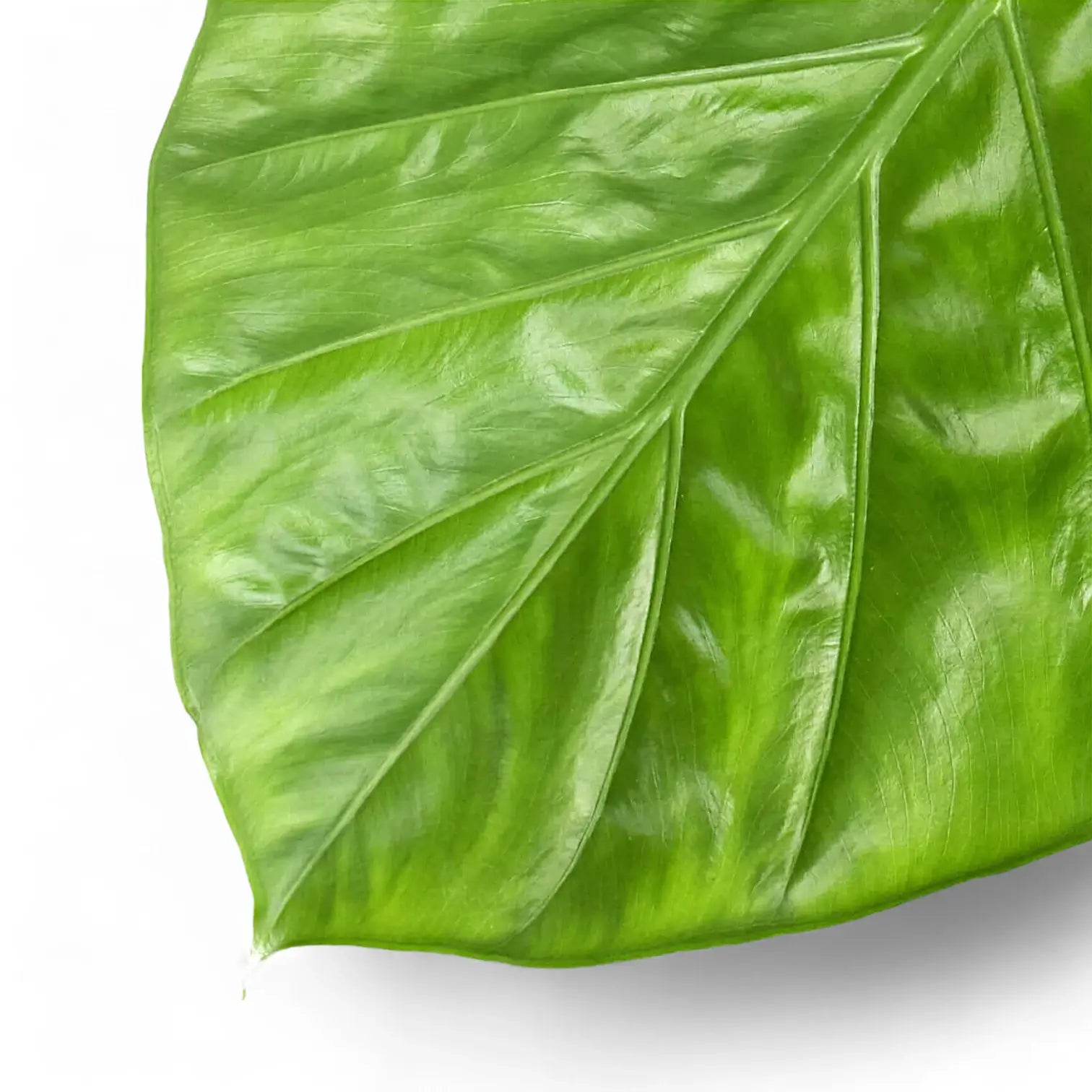 Alocasia macrorrhizos – Topfpflanze im Kulturtopf vor weißem Hintergrund, Produktfoto 9.