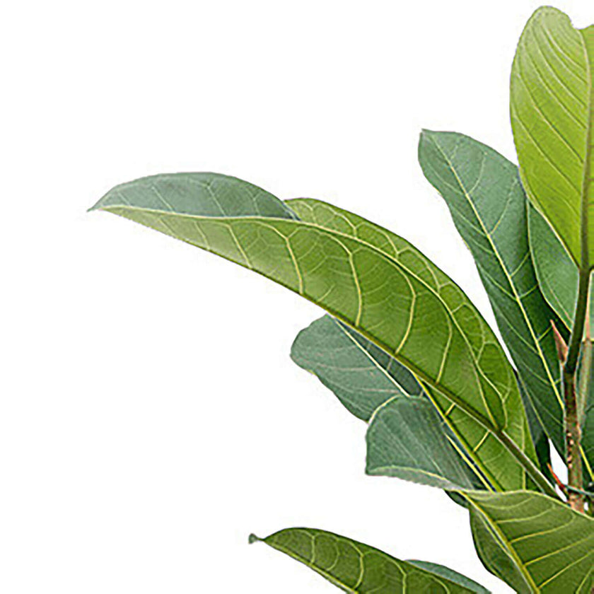 Nahaufnahme eines Blatts von Ficus americana 'Tresor' vor weiĂem Hintergrund.