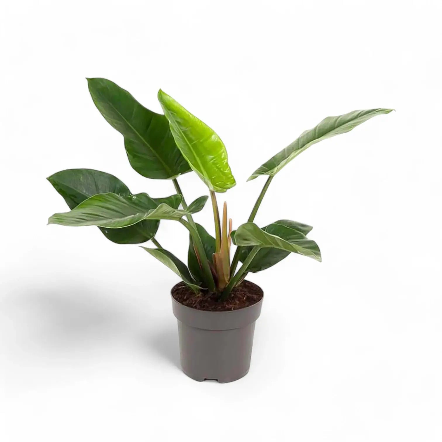 Philodendron 'Imperial Green' â Zimmerpflanze im Kulturtopf auf weiĂem Hintergrund, Produktfoto 4.