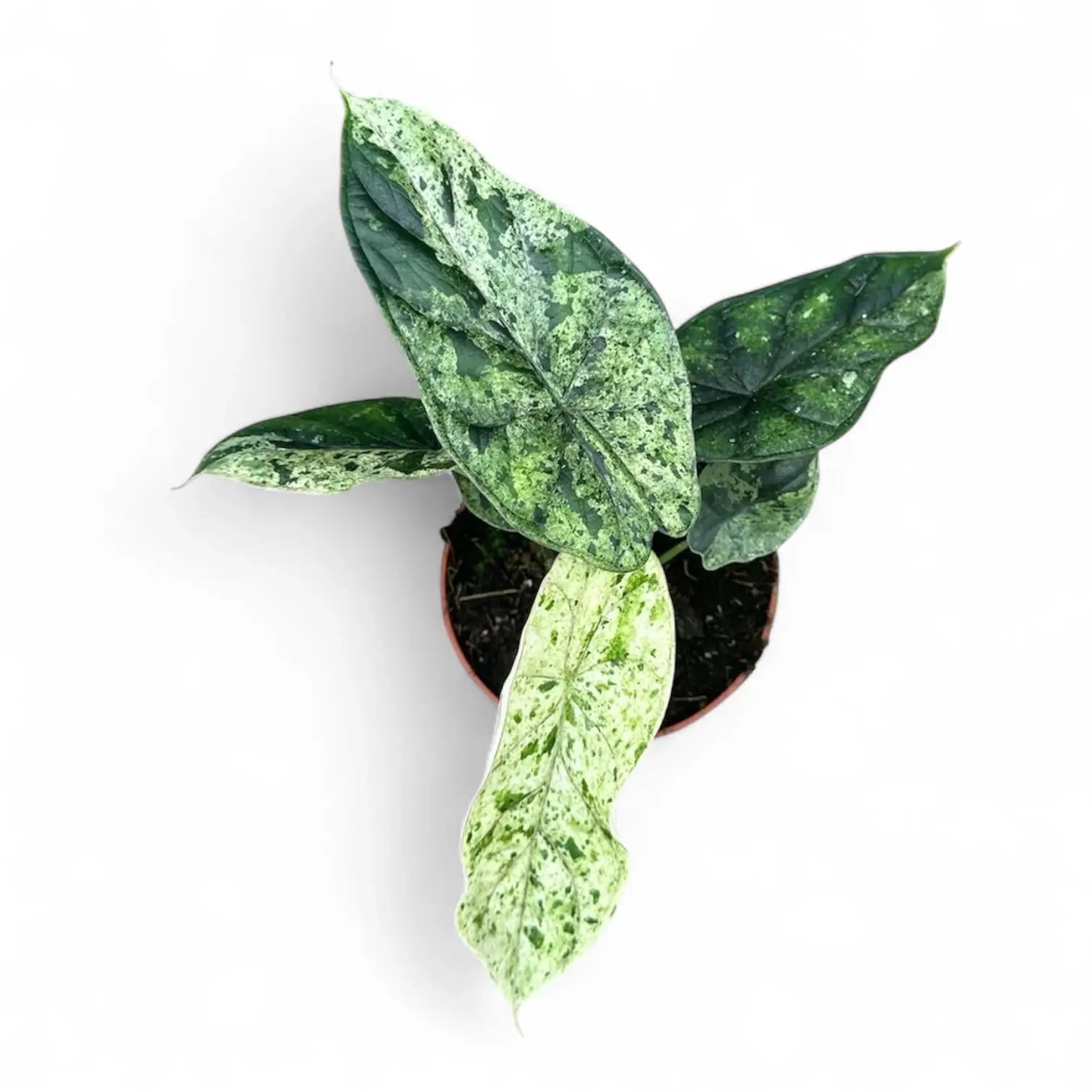 Alocasia baginda 'Dragon scale' Mint Variegata – Zimmerpflanze im Kulturtopf auf weißem Hintergrund, Produktfoto 2.