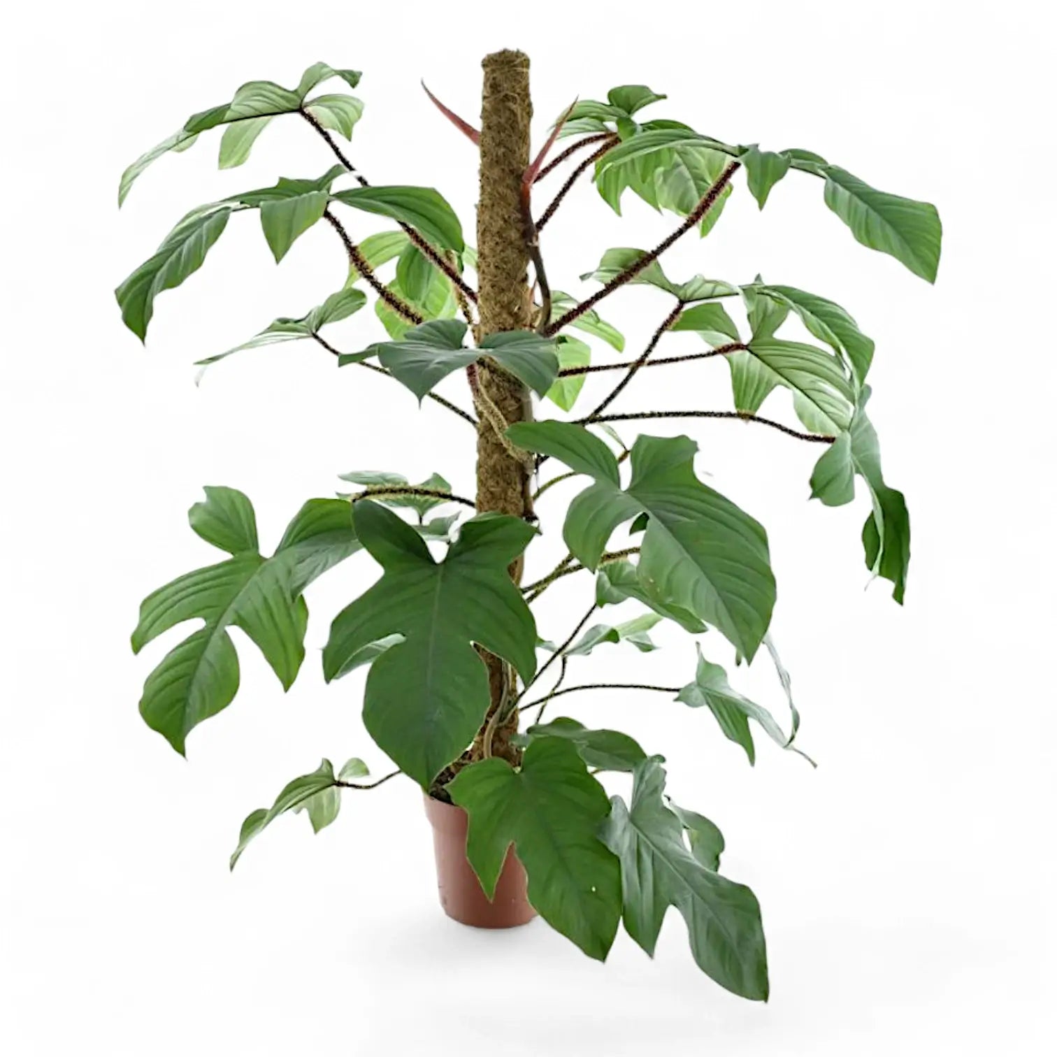 Philodendron squamiferum – Topfpflanze im Kulturtopf vor weißem Hintergrund, Produktfoto 12.