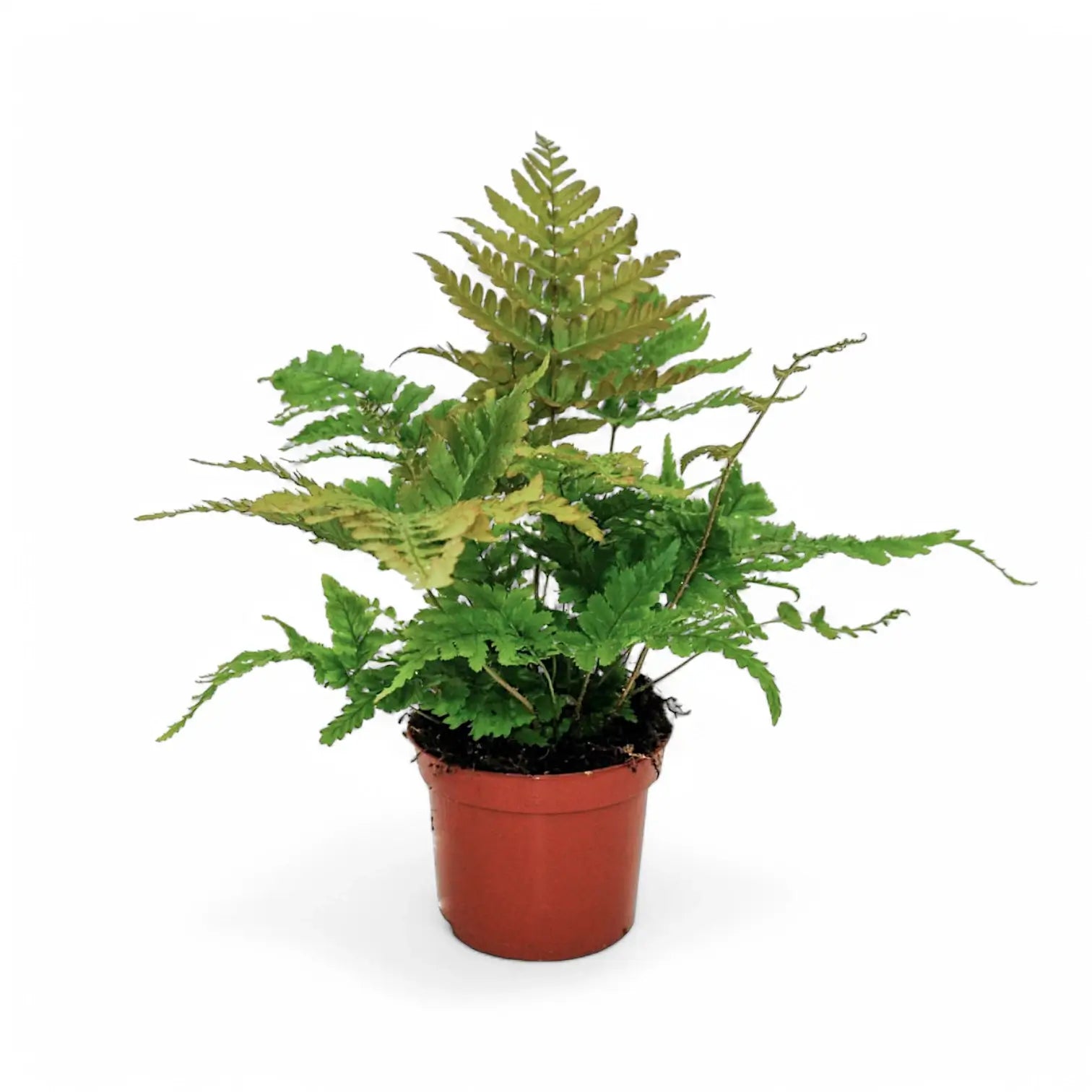 Dryopteris erythrosora – Topfpflanze im Kulturtopf vor weißem Hintergrund, Produktfoto 5.