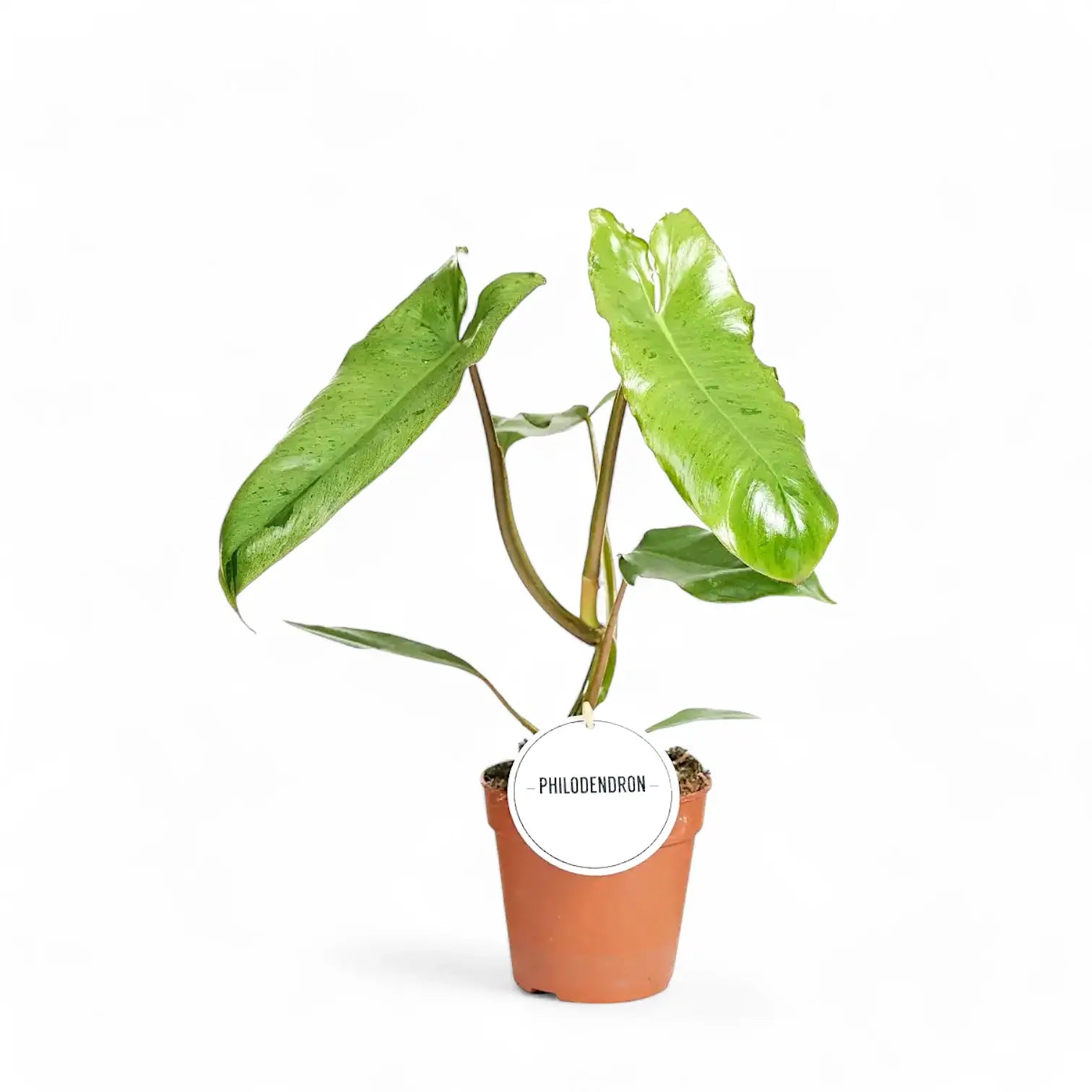 Philodendron 'Paraiso verde' – Zimmerpflanze im Kulturtopf auf weißem Hintergrund, Produktfoto 5.