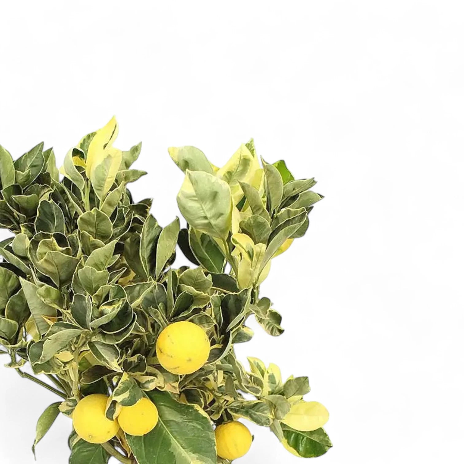 Nahaufnahme eines Blatts von Citrus × limon variegata vor weißem Hintergrund.