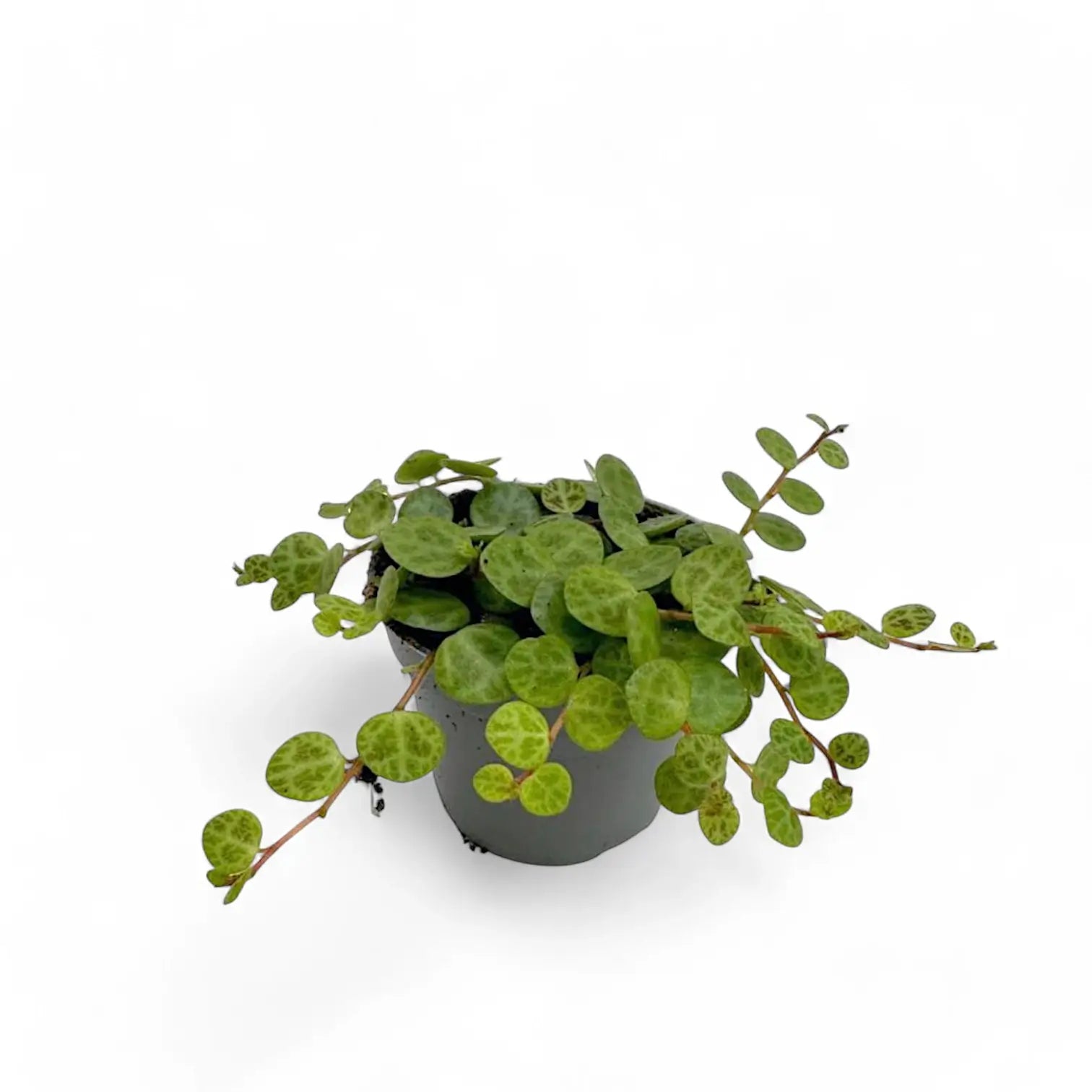 Peperomia prostrata – Zimmerpflanze im Kulturtopf auf weißem Hintergrund, Produktfoto 4.