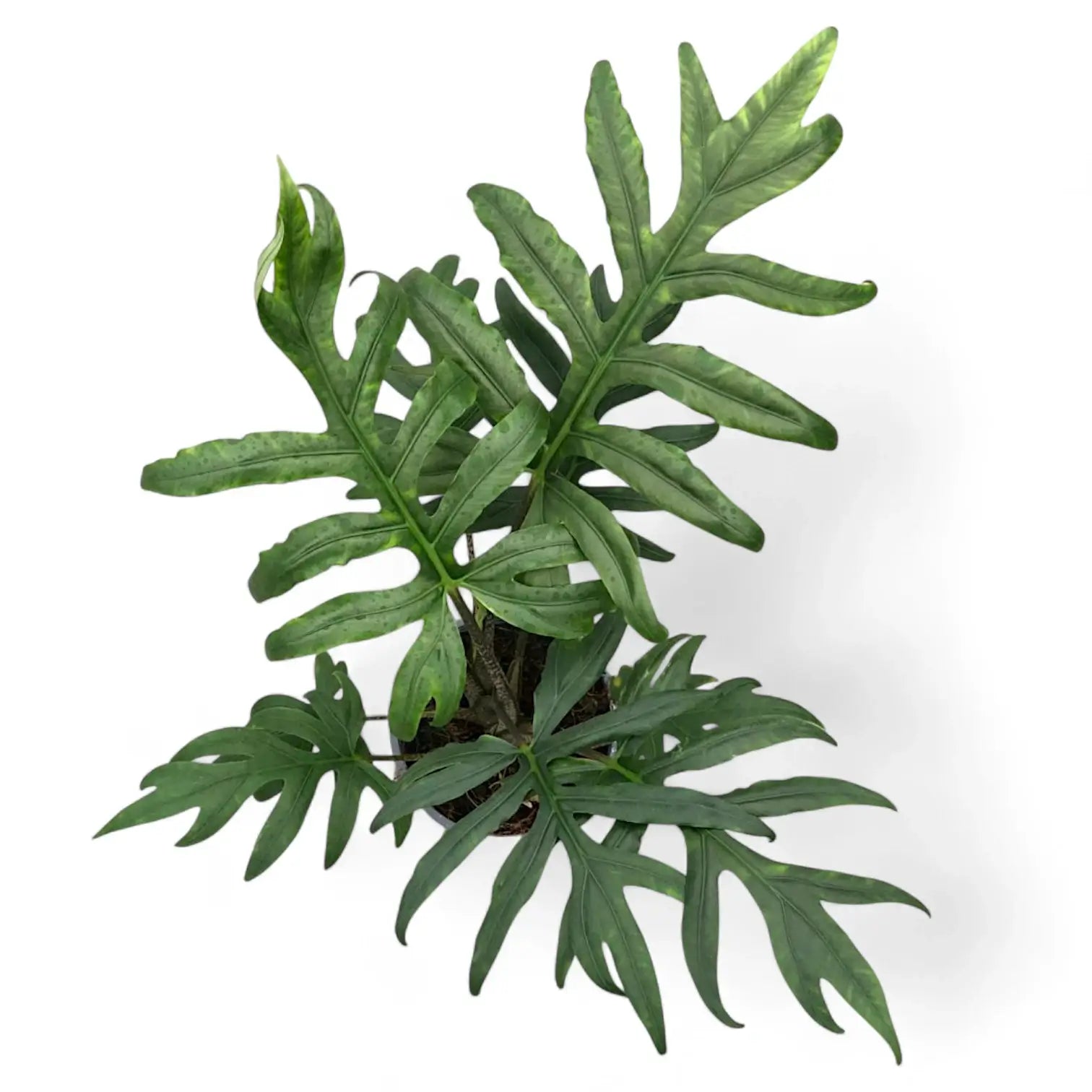 Alocasia brancifolia 'Pink Passion' potted houseplant in nursery pot on white background, product photo 13.