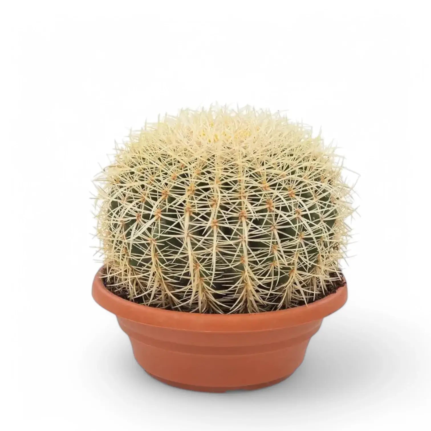 Kroenleinia grusonii – Topfpflanze im Kulturtopf vor weißem Hintergrund, Produktfoto 5.