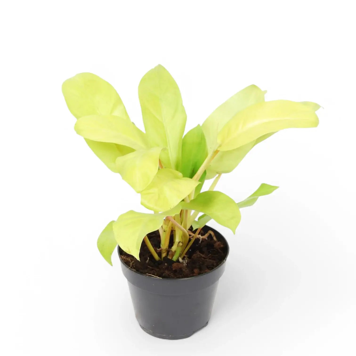 Philodendron 'Malay Gold' potted houseplant in nursery pot on white background, product photo 3.