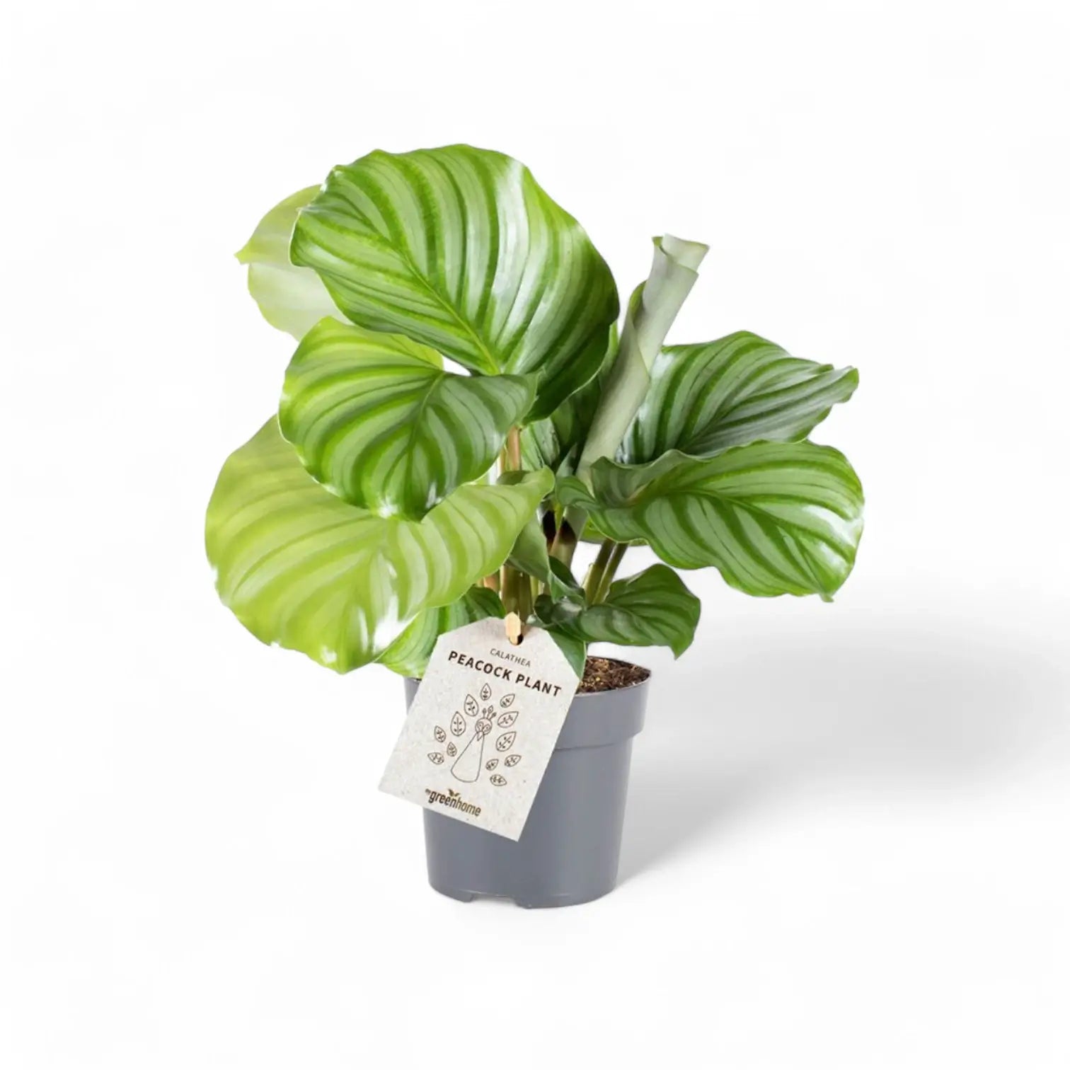 Goeppertia (Calathea) orbifolia potted houseplant in nursery pot on white background, product photo 9.