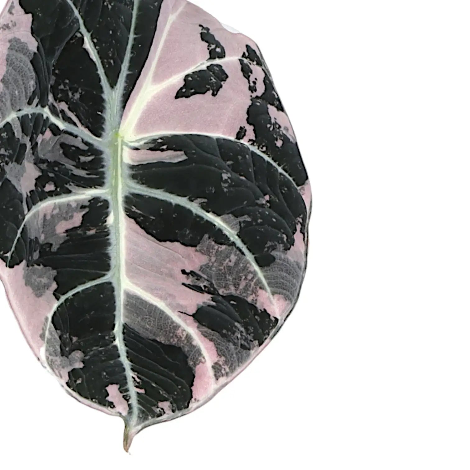 Alocasia reginula Pink Variegated potted houseplant in nursery pot on white background, product photo 4.
