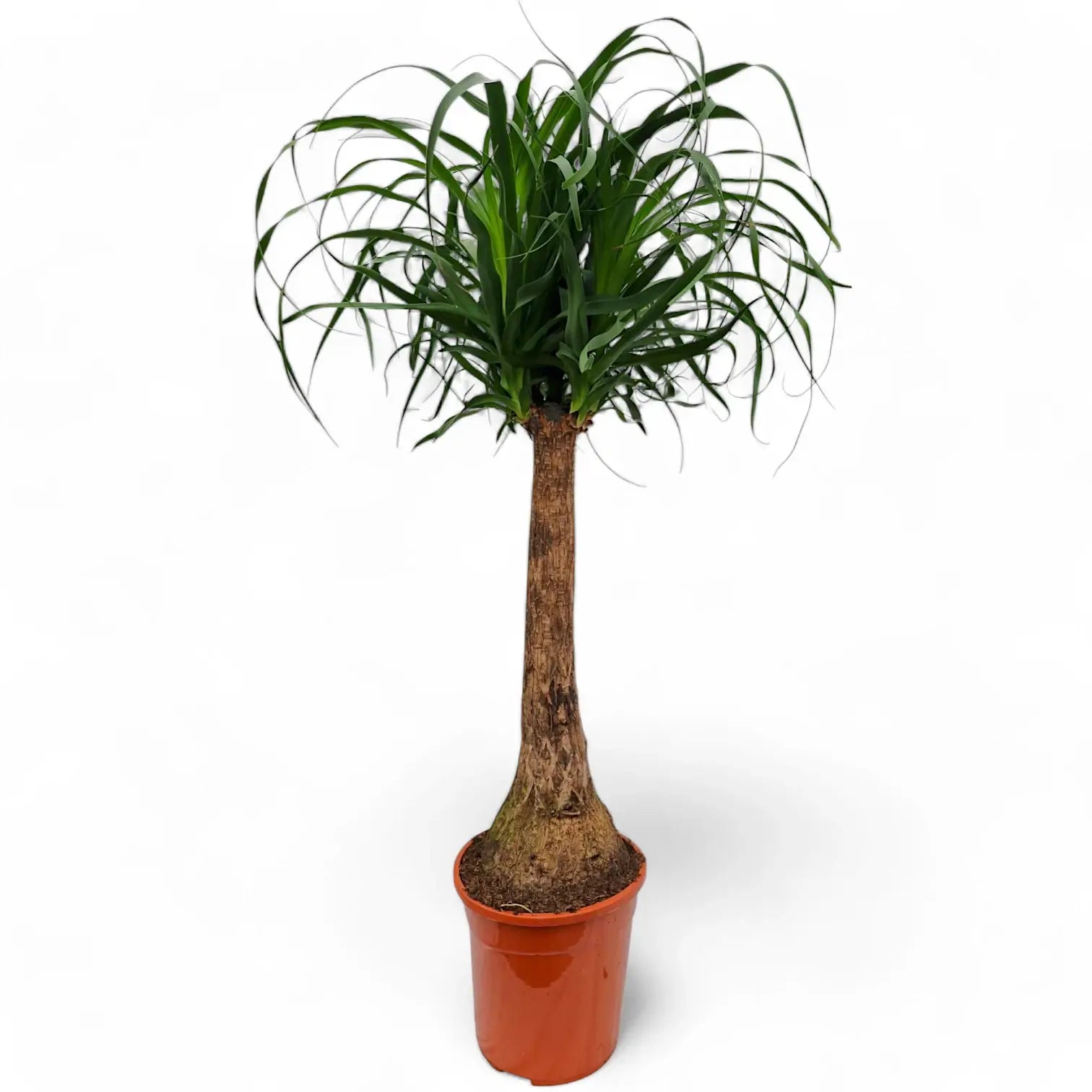 Beaucarnea recurvata – Zimmerpflanze im Kulturtopf auf weißem Hintergrund, Produktfoto 15.