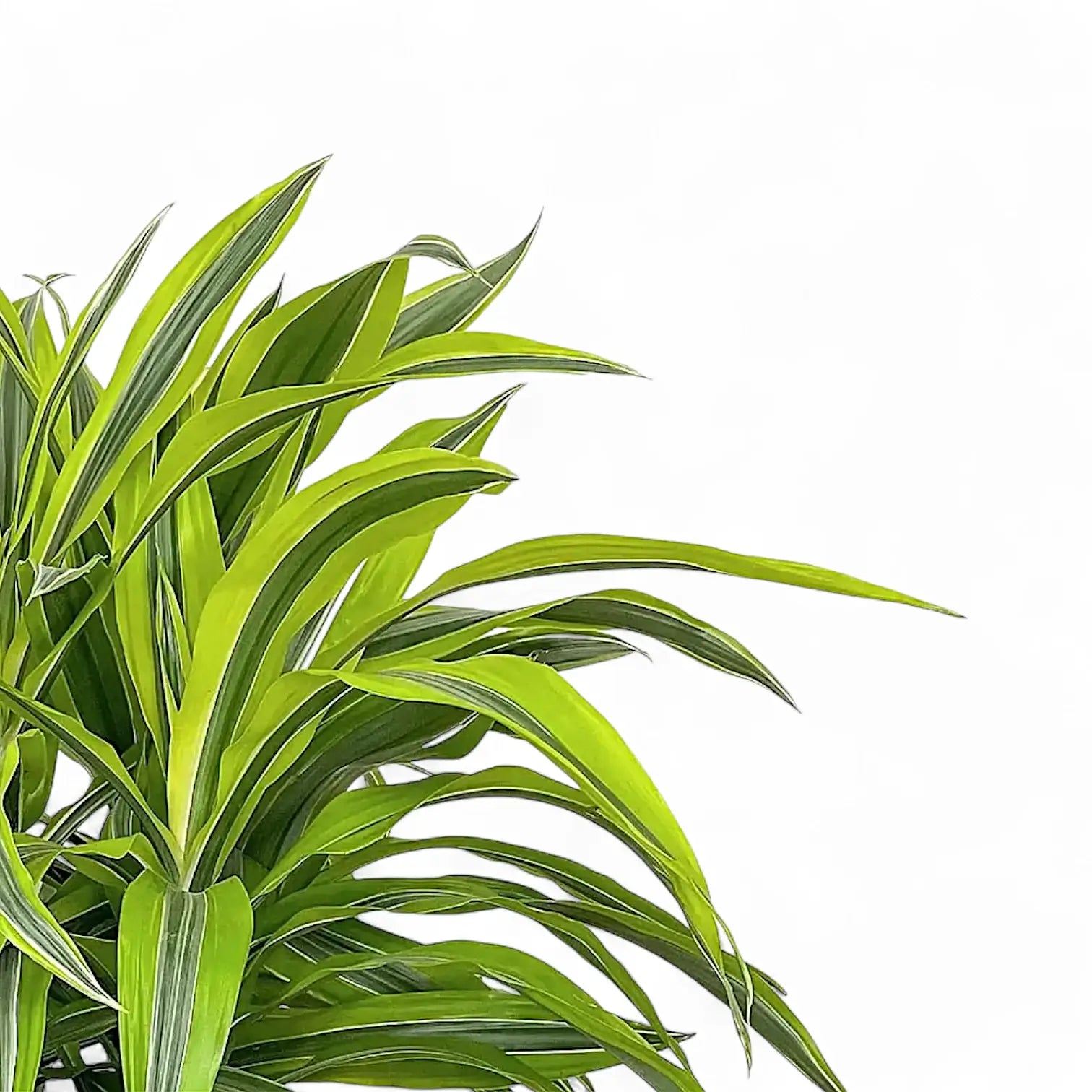 Nahaufnahme eines Blatts von Dracaena fragrans 'Lemon Lime' vor weiĂźem Hintergrund.