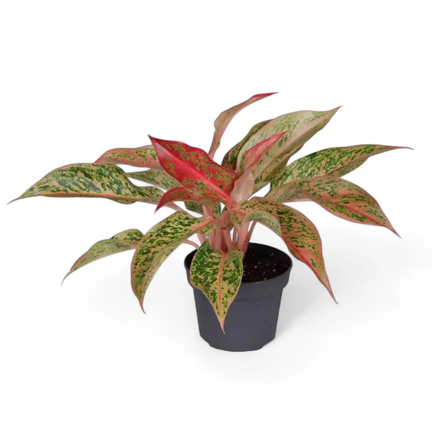 Aglaonema 'Prosperity' – Topfpflanze im Kulturtopf vor weißem Hintergrund, Produktfoto 3.