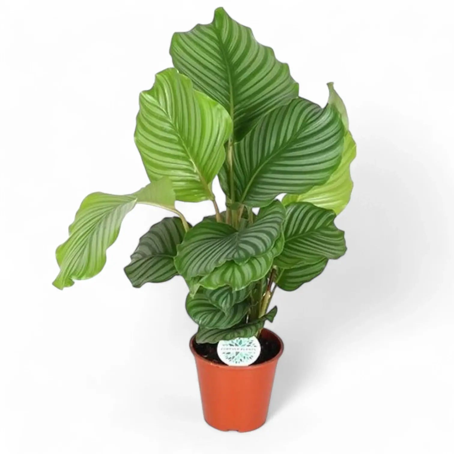 Goeppertia (Calathea) orbifolia potted houseplant in nursery pot on white background, product photo 10.