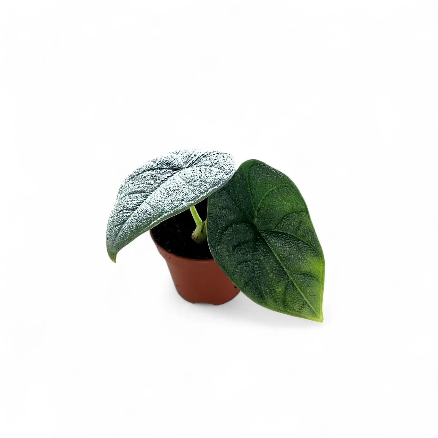 Alocasia 'Maharani' – Zimmerpflanze im Kulturtopf auf weißem Hintergrund, Produktfoto 5.