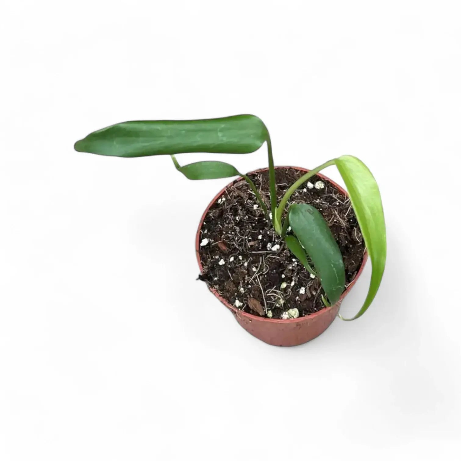 Monstera 'Burle Marx's Flame' potted houseplant in nursery pot on white background, product photo 9.