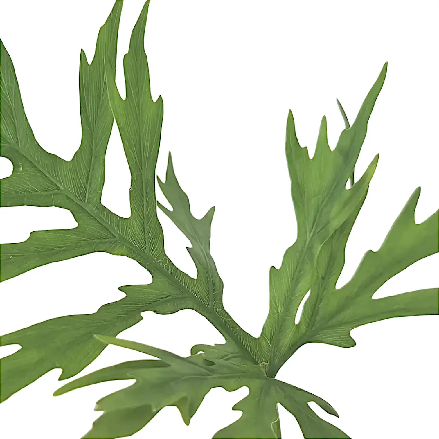 Nahaufnahme eines Blatts von Philodendron warszewiczii vor weißem Hintergrund.