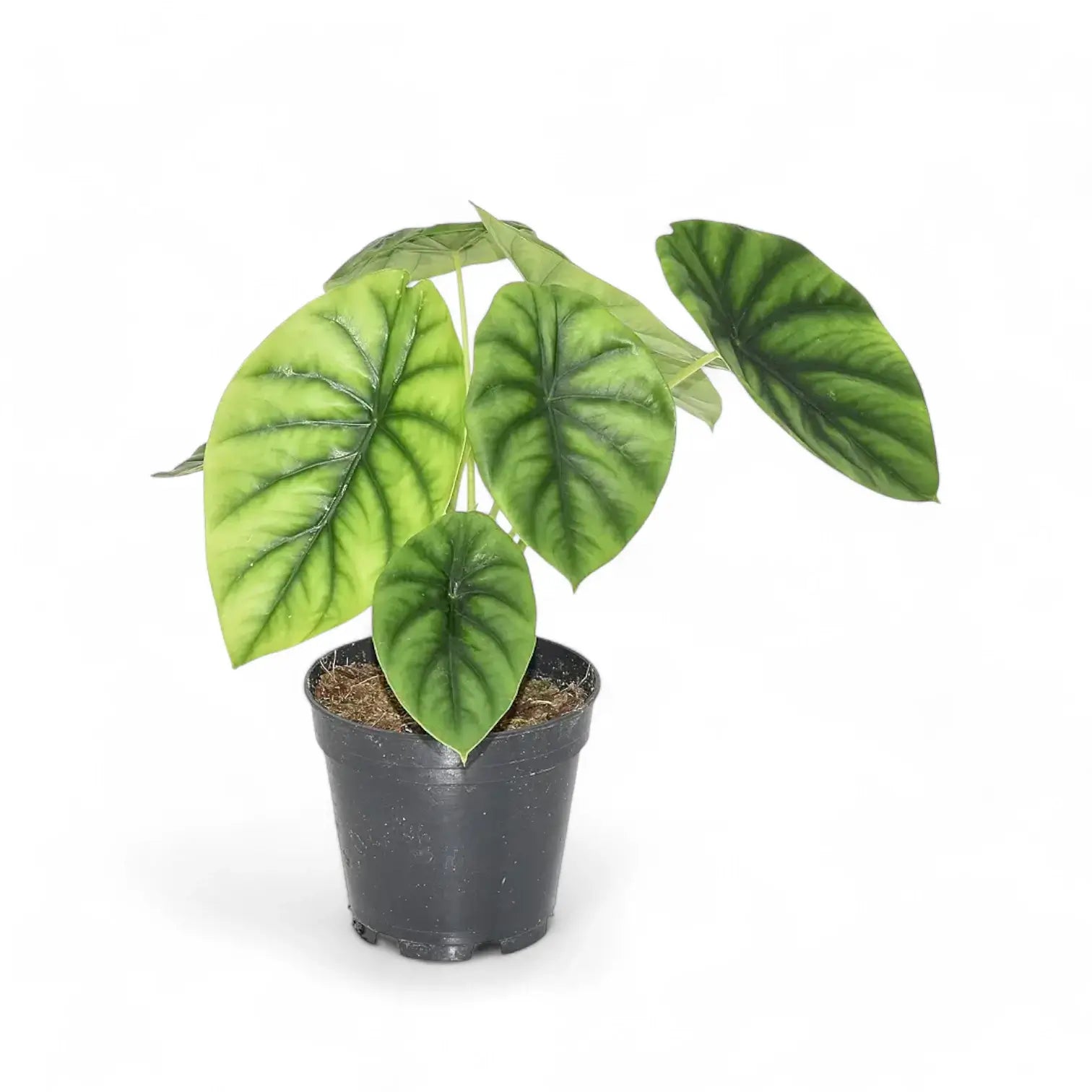 Alocasia clypeolata 'Green shield' potted houseplant in nursery pot on white background, product photo 12.