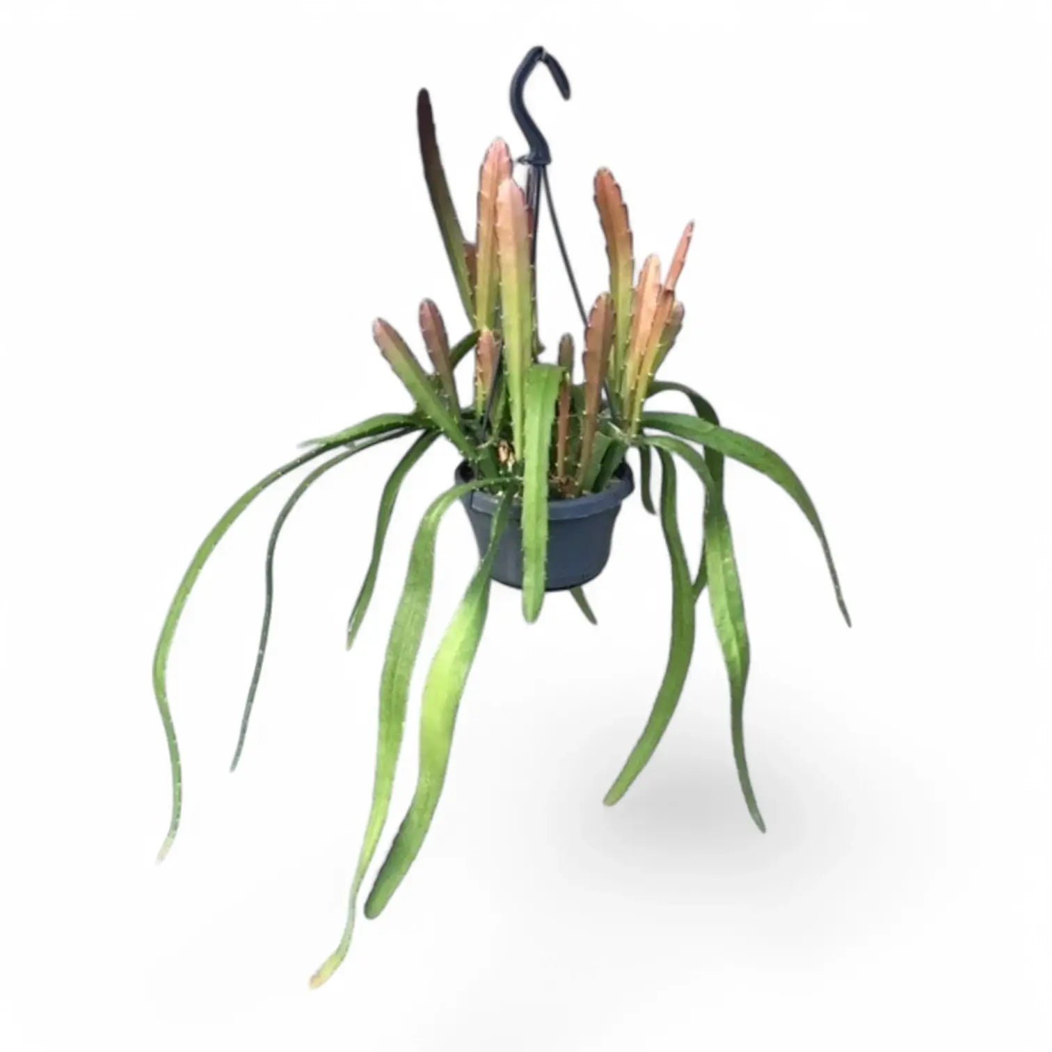 Disocactus (Epiphyllum) ackermannii 'Red tip' – Topfpflanze im Kulturtopf vor weißem Hintergrund, Produktfoto 3.