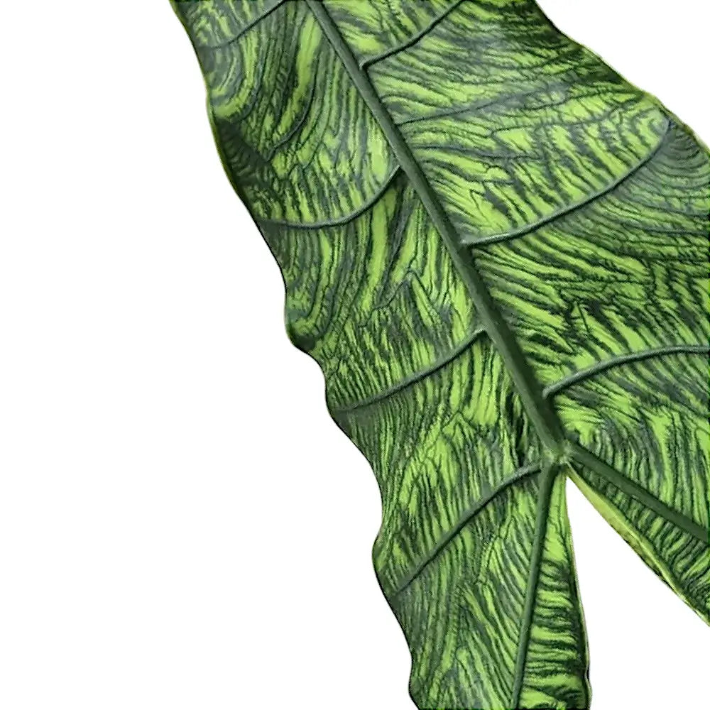 Alocasia zebrina 'Reticulata' leaf close-up on white background.