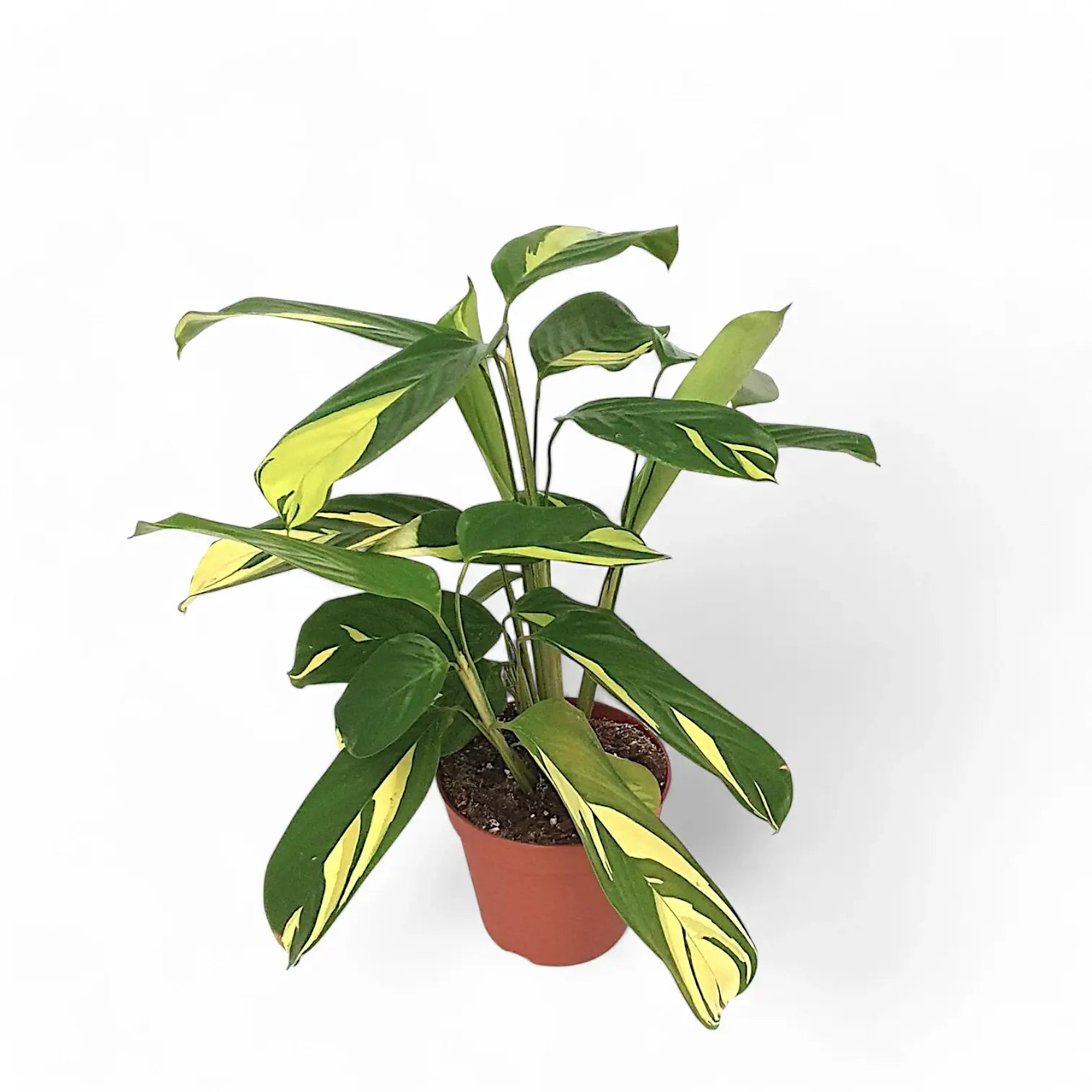 Ctenanthe lubbersiana 'Golden Mosaic' potted houseplant in nursery pot on white background, product photo 6.