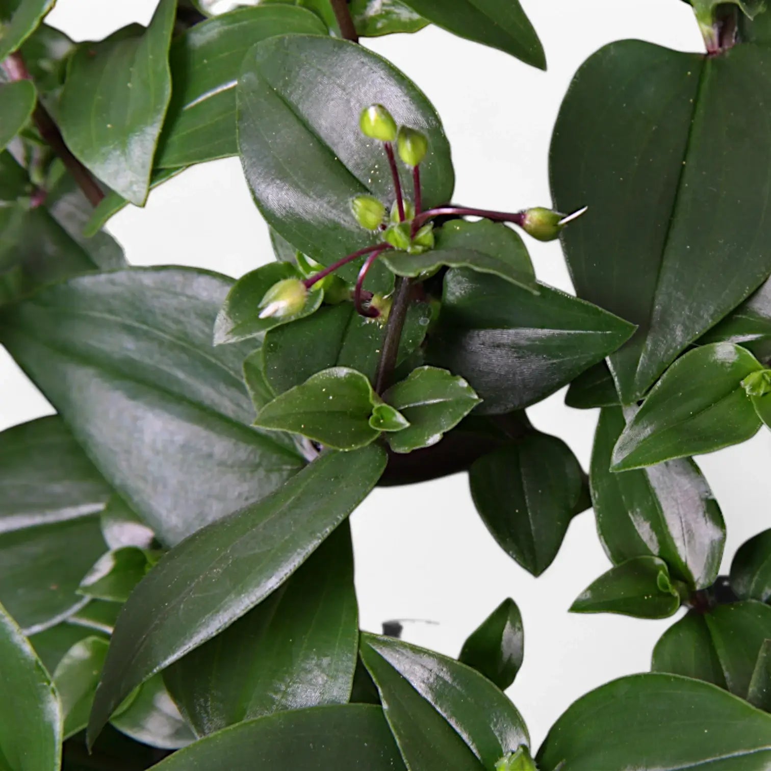 Tradescantia mundula âGreen Hillâ potted houseplant in nursery pot on white background, product photo 4.