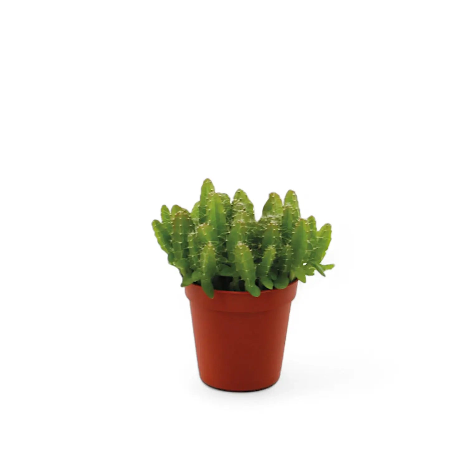 Selenicereus undatus potted houseplant in nursery pot on white background, product photo 4.
