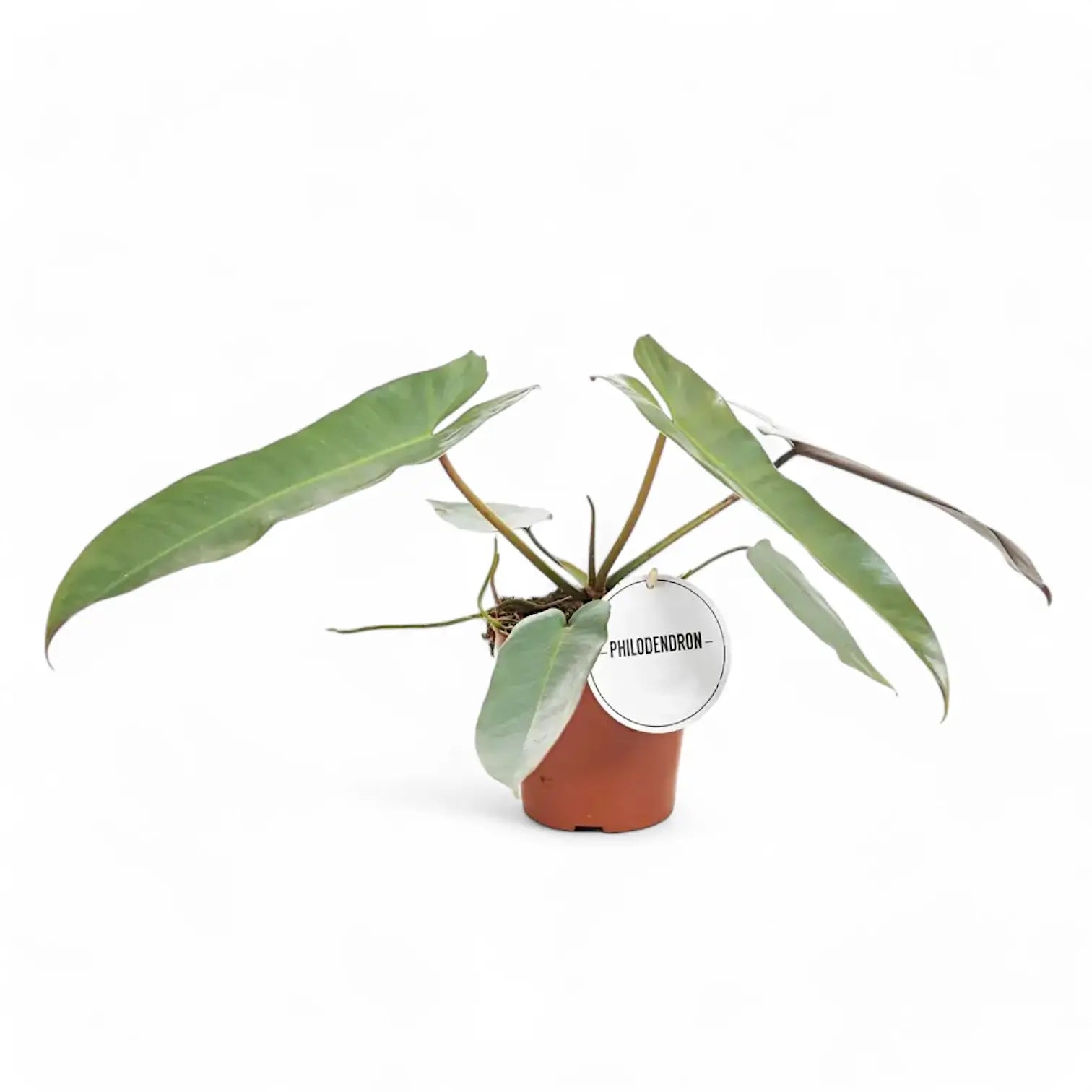 Philodendron atabapoense potted houseplant in nursery pot on white background, product photo 5.