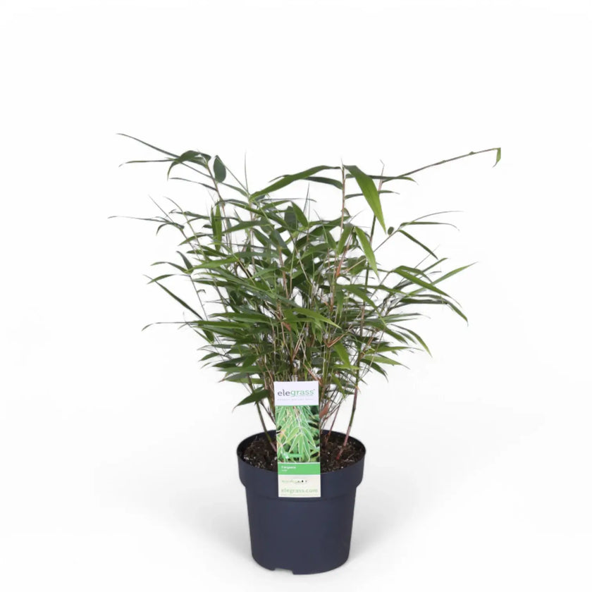 Fargesia 'Rufa' potted houseplant in nursery pot on white background, product photo 4.