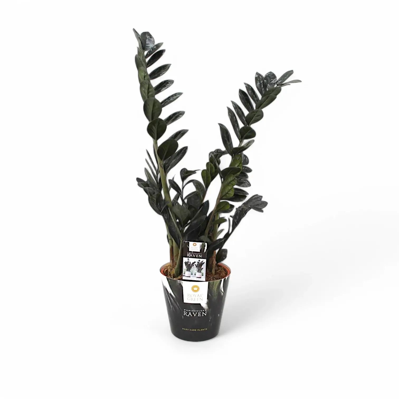 Zamioculcas zamiifolia 'Raven' potted houseplant in nursery pot on white background, product photo 7.