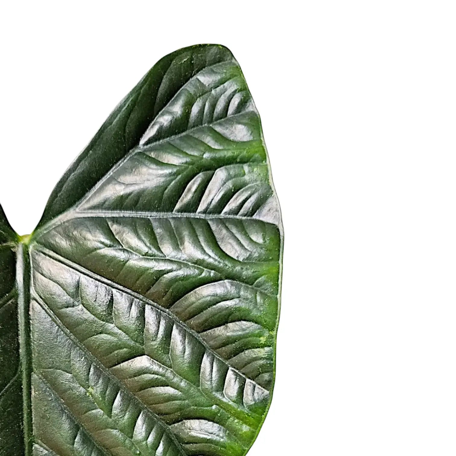 Alocasia 'Lukiwan' (sinuata x alba) leaf close-up on white background.