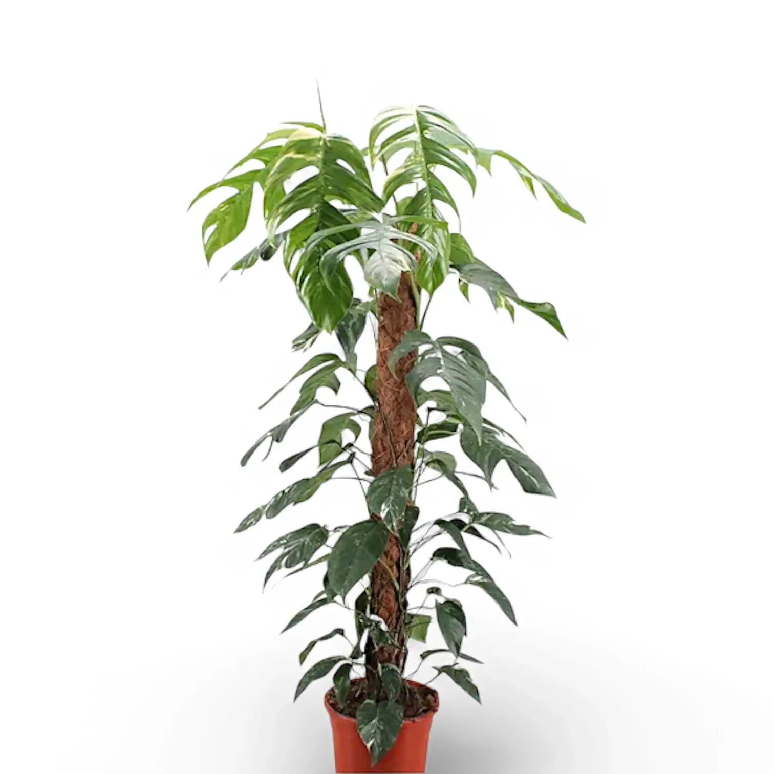 Epipremnum pinnatum variegata – Topfpflanze im Kulturtopf vor weißem Hintergrund, Produktfoto 14.