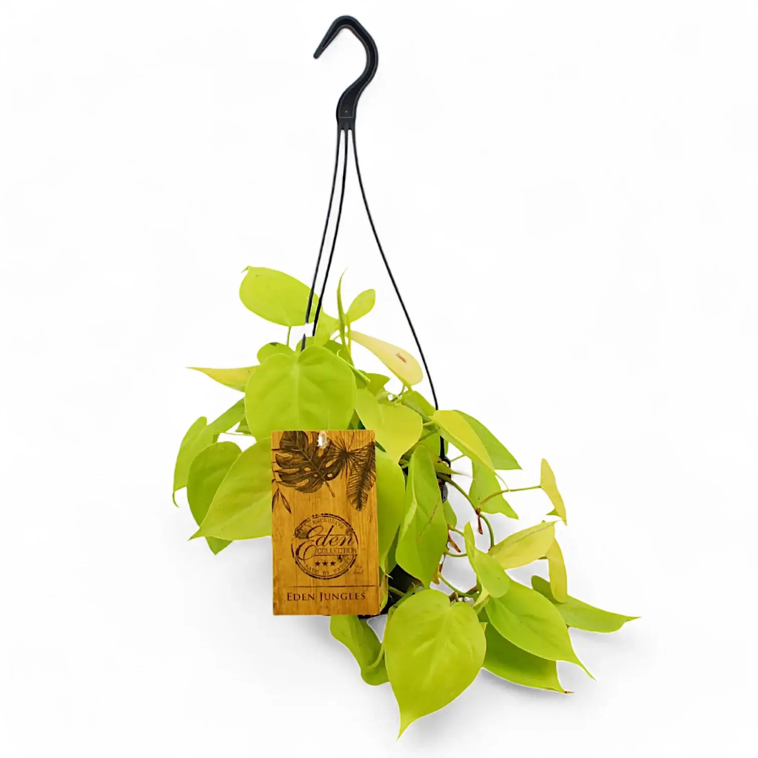 Philodendron hederaceum âLimeâ ('Neon') â Topfpflanze im Kulturtopf vor weiĂem Hintergrund, Produktfoto 8.