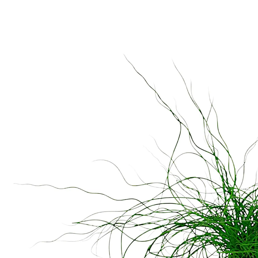 Nahaufnahme von Juncus effusus 'Spiralis' ('Liebeslocken') vor weißem Hintergrund.