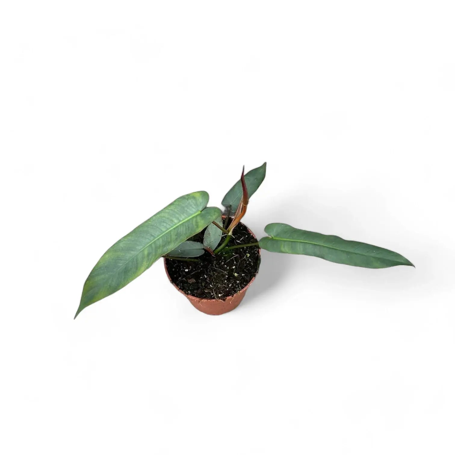Philodendron atabapoense potted houseplant in nursery pot on white background, product photo 2.
