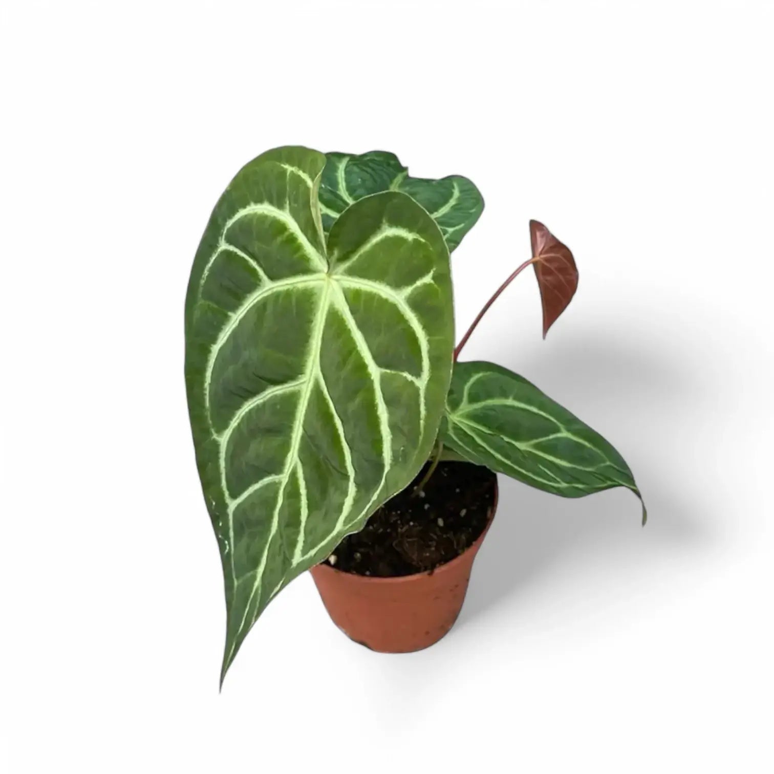 Anthurium regale x magnificum potted houseplant in nursery pot on white background, product photo 2.