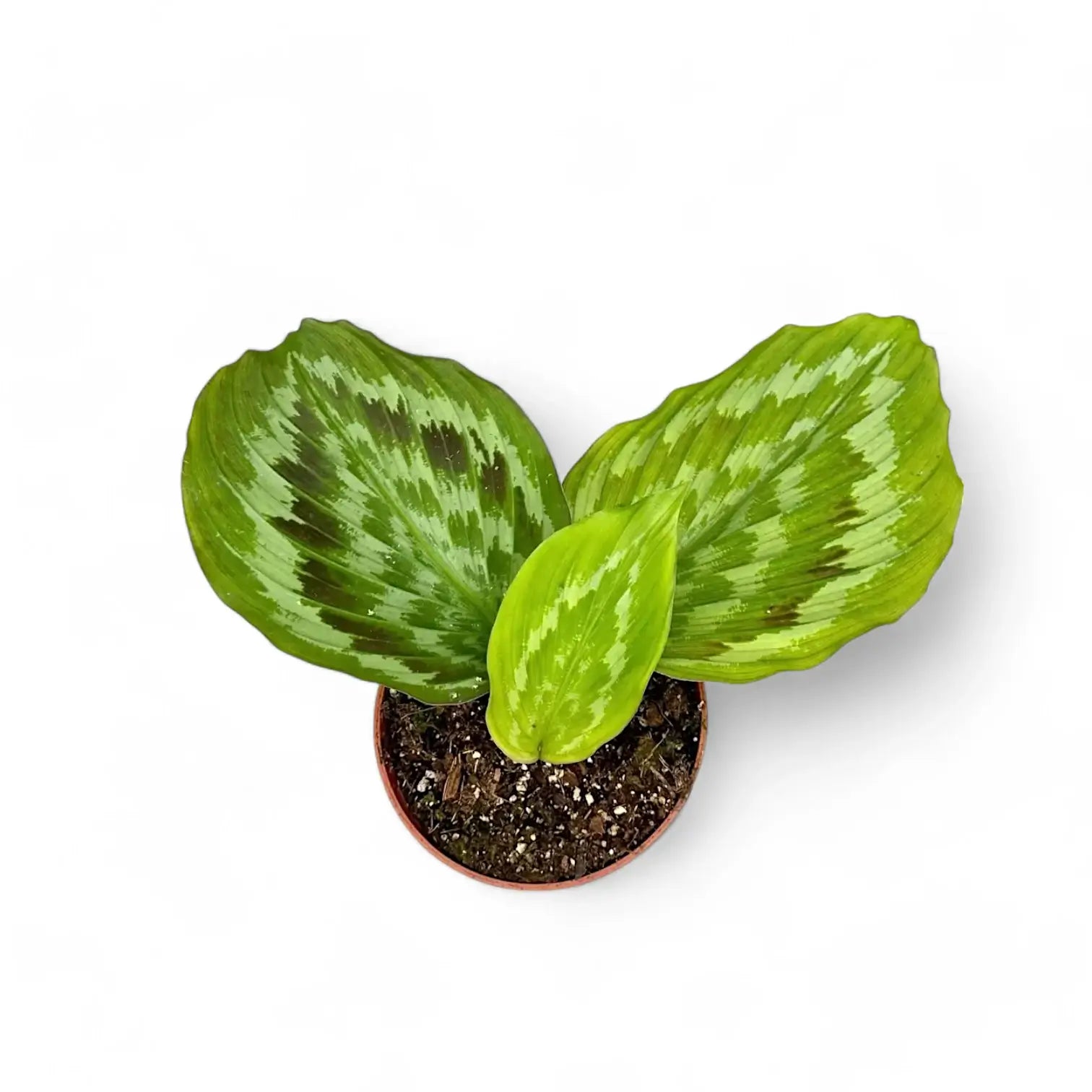 Kaempferia elegans 'Fanciful Peacock Shazam' potted houseplant in nursery pot on white background, product photo 3.