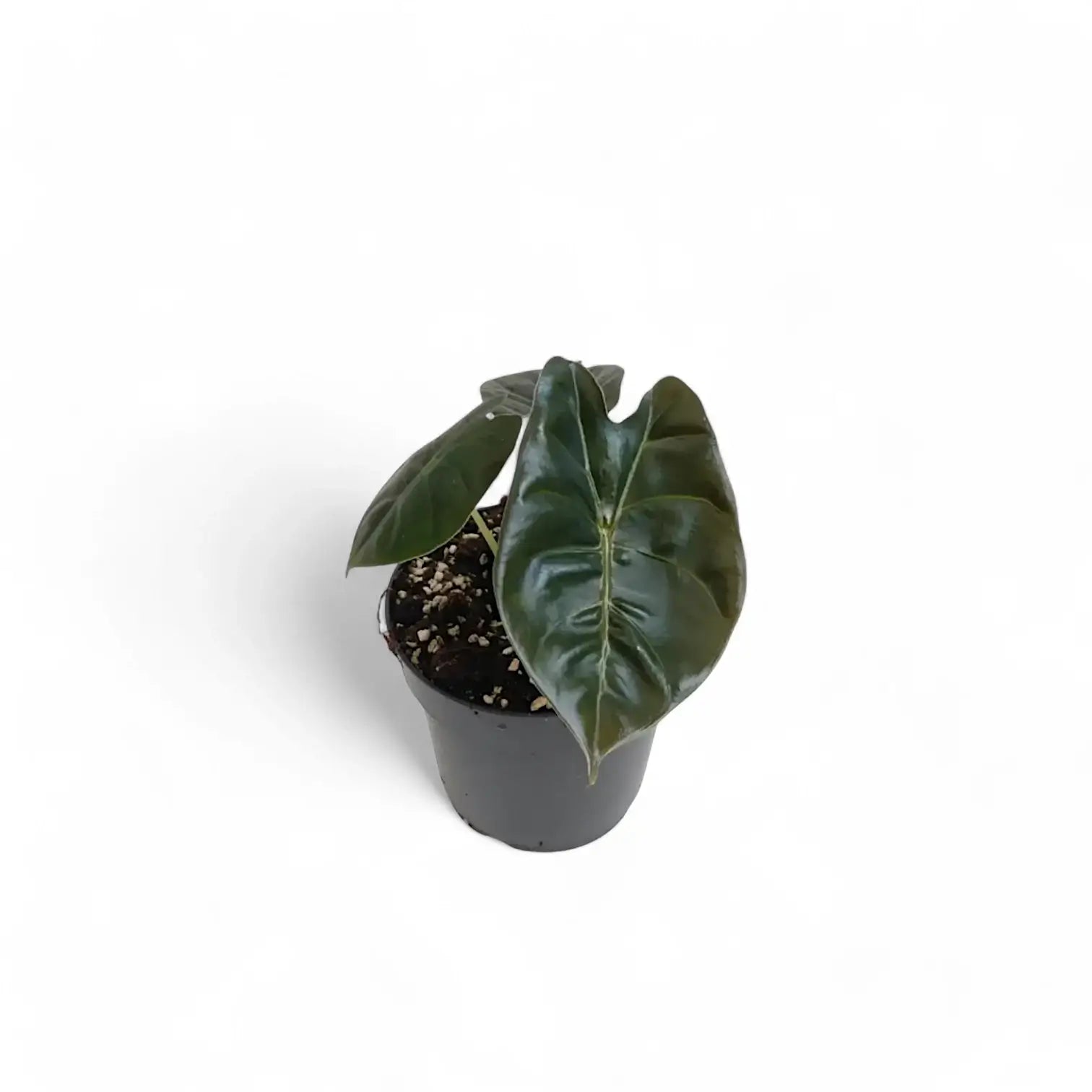 Alocasia 'Golden bone' – Zimmerpflanze im Kulturtopf auf weißem Hintergrund, Produktfoto 6.